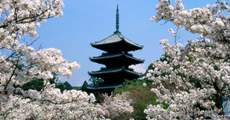 Тур в Японию - цветение сакуры