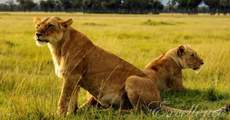 Тур в Кению: Тропой льва
