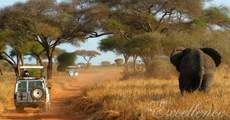 Тур в Кению: Африканский рай