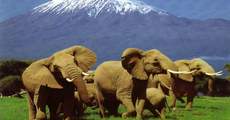 Национальный Парк Килиманджаро