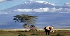 Национальный Парк Килиманджаро