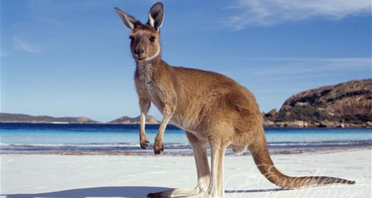 Загадки Австралийской Природы