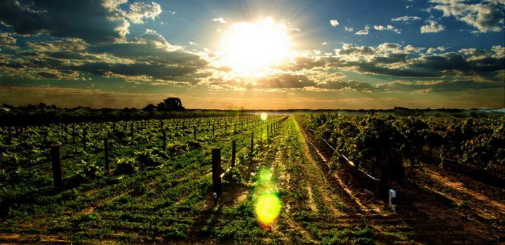 Винодельческие фермы Кейптауна